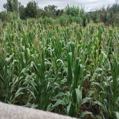 Chácara para venda em Santo Antônio da Patrulha Roça Grande Chácara para venda em Santo Antônio da Patrulha Roça Grande