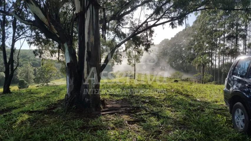 Chácara, 14 hectares - Foto 4