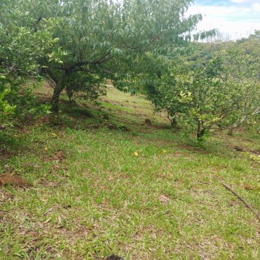 Sítio / Chácara para Venda no bairro Picada Verão em Sapiranga Sítio / Chácara para Venda no bairro Picada Verão em Sapiranga