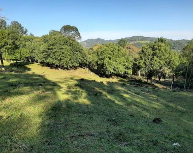 Área de 10 hectares para venda em São Francisco de Paula Área de 10 hectares para venda em São Francisco de Paula