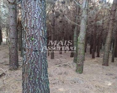 Sítio para Venda em São Francisco De Paula / RS Sítio para Venda em São Francisco De Paula / RS