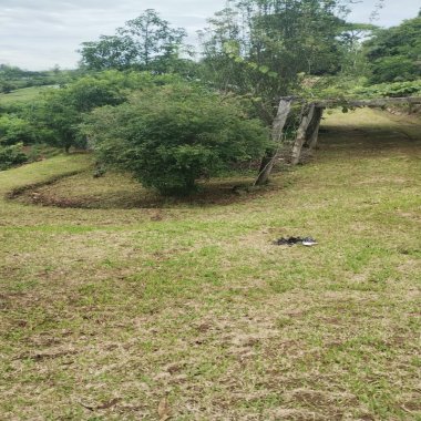 Chácara para venda em Santo Antônio da Patrulha Roça Grande Chácara para venda em Santo Antônio da Patrulha Roça Grande